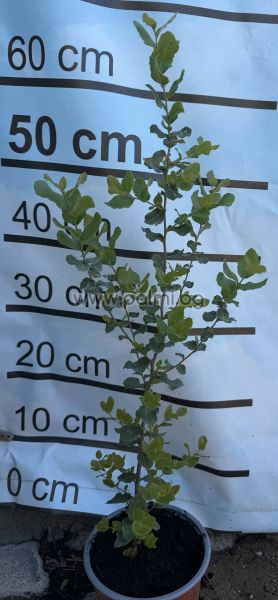 Cork Oak