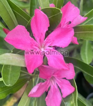 Nerium oleander Fantasy