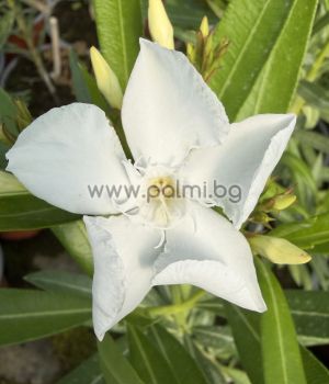 Oleander   'Sophie'