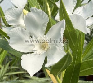 Nerium oleander  'Sophie'