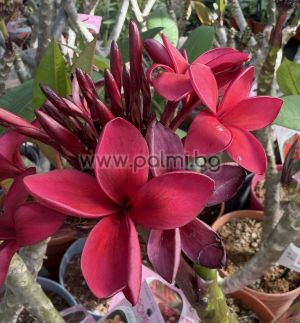 Frangipani  Cardinal