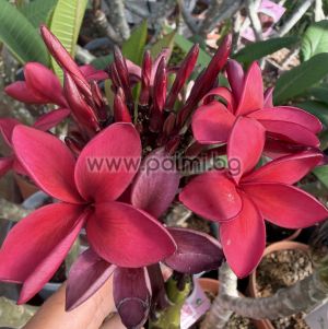 Frangipani  Cardinal