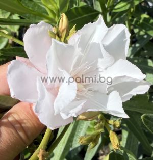 Nerium oleander-'Mandula Dupla'