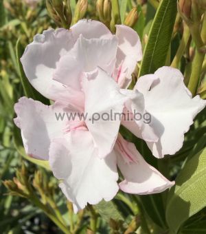 Nerium oleander-'Mandula Dupla'