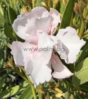 Nerium oleander-'Mandula Dupla'