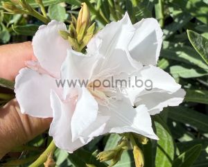Nerium oleander-'Mandula Dupla'