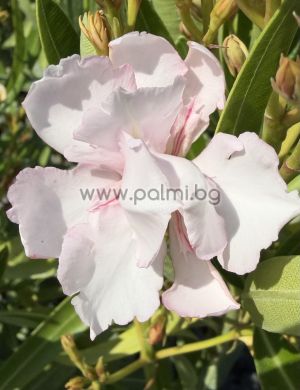 Nerium oleander-'Mandula Dupla'