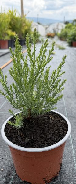 Sequoia giganteum – Riesenmammutbaum