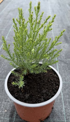 Sequoia giganteum – Riesenmammutbaum