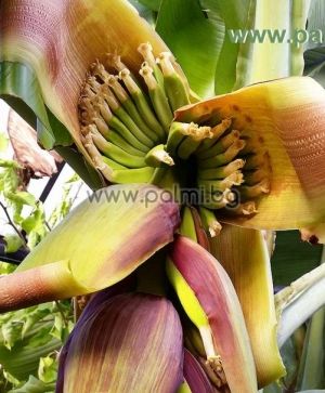 Musa acuminata 'Dwarf Cavendish', Cavendish Zwergbanane