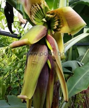 Musa acuminata 'Dwarf Cavendish', Cavendish Zwergbanane