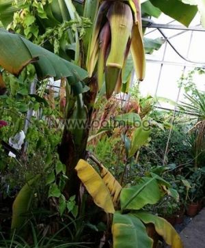 Musa acuminata 'Dwarf Cavendish', Cavendish Zwergbanane