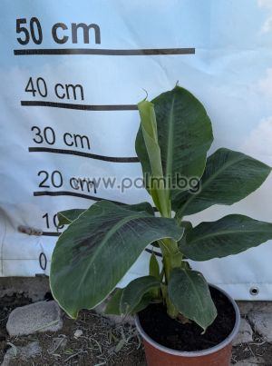 Grand Nain (Grande Naine) Cavendish Banane – Ertragreiche Dessertbanane
