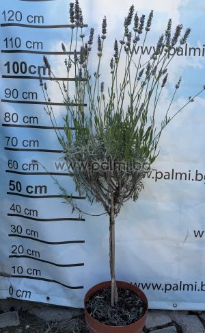 Hybrid Lavender, Lavandula x intermedia 'Grosso'