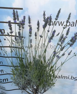 Hybrid Lavender, Lavandula x intermedia 'Grosso'