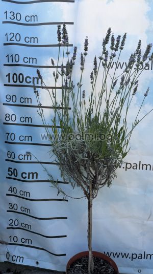 Hybrid Lavender, Lavandula x intermedia 'Grosso'
