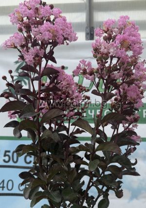Lagerstroemia 'Rhapsody in Pink' – Zierstämmchen (Halbstamm)