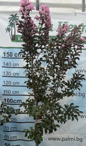 Lagerstroemia 'Rhapsody in Pink' – Zierstämmchen (Halbstamm)