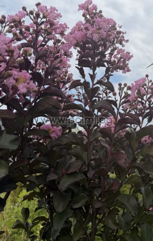 Lagerstroemia 'Rhapsody in Pink' – Zierstämmchen (Halbstamm)