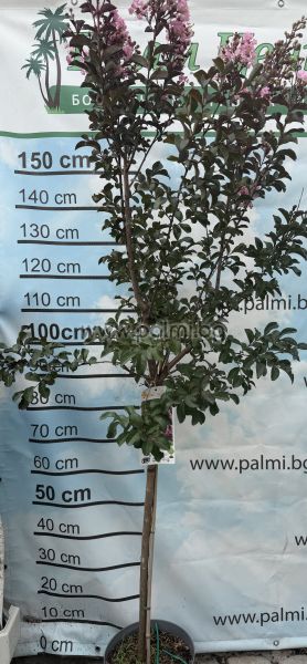 Lagerstroemia 'Rhapsody in Pink' – Zierstämmchen (Halbstamm)