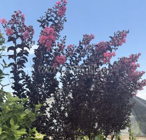 Индийски люляк щамбово  дръвче,, Lagerstroemia indica Shell Pink ,Blak Solitaire