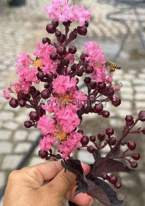 Индийски люляк щамбово  дръвче,, Lagerstroemia indica Shell Pink ,Blak Solitaire