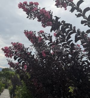 Индийски люляк щамбово  дръвче,, Lagerstroemia indica Shell Pink ,Blak Solitaire