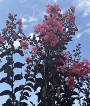 Индийски люляк щамбово  дръвче,, Lagerstroemia indica Shell Pink ,Blak Solitaire