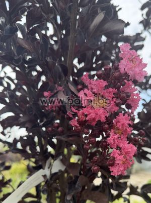 Индийски люляк щамбово  дръвче,, Lagerstroemia indica Shell Pink ,Blak Solitaire
