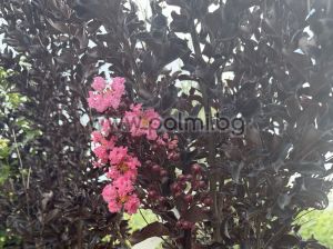 Индийски люляк щамбово  дръвче,, Lagerstroemia indica Shell Pink ,Blak Solitaire