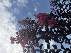 Индийски люляк щамбово  дръвче,, Lagerstroemia indica Shell Pink ,Blak Solitaire