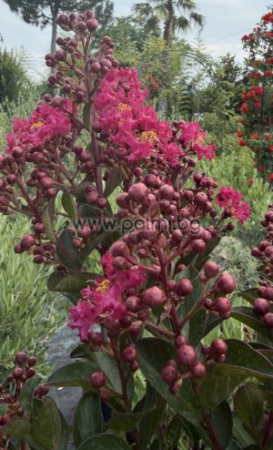 Krepp Myrte  'Berry Dazzle'Lolipop
