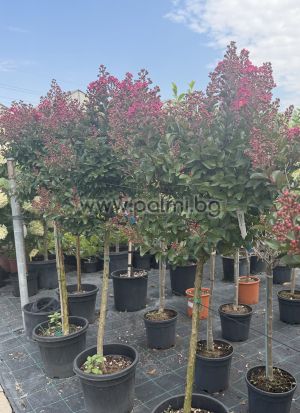 Krepp Myrte  'Berry Dazzle'Lolipop