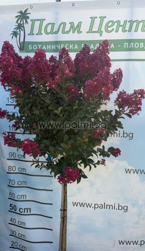 Krepp Myrte  'Berry Dazzle'Lolipop
