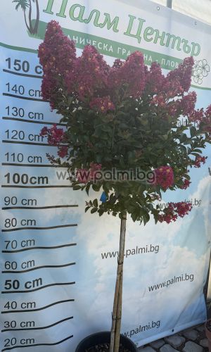 Krepp Myrte  'Berry Dazzle'Lolipop