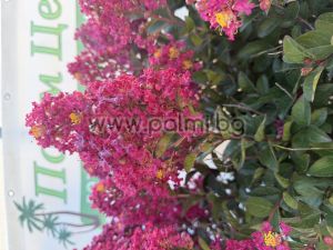 Krepp Myrte  'Berry Dazzle'Lolipop