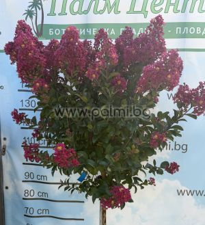 Krepp Myrte  'Berry Dazzle'Lolipop