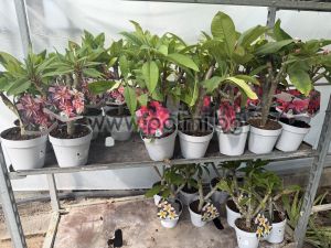  Frangipani Epic