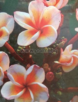 Frangipani Плумерия Boutique