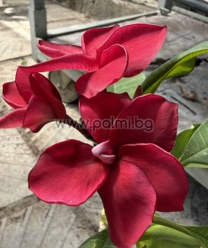 Frangipani  Pink Jack