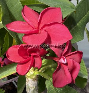 Frangipani  Pink Jack
