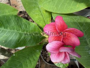 Frangipani Malika