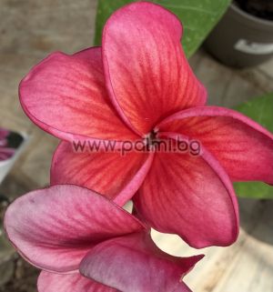 Frangipani Malika