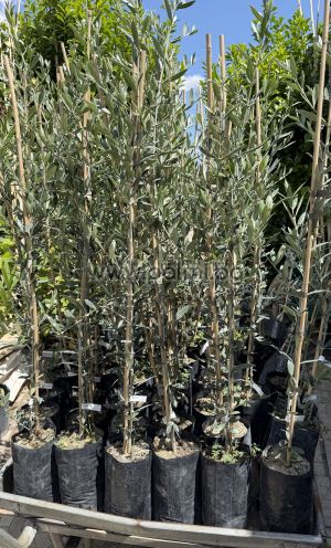 Leucolea Olive Tree – A Rare White Olive Variety