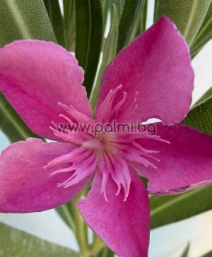 Oleander Remény Sugar