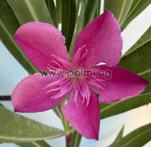 Oleander Remény Sugar
