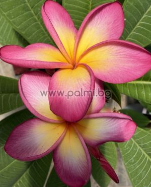 Frangipani Malika