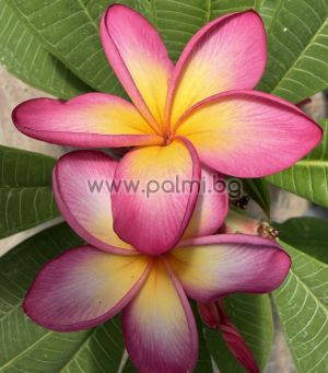 Frangipani Malika