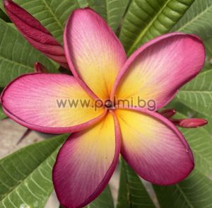 Frangipani Malika