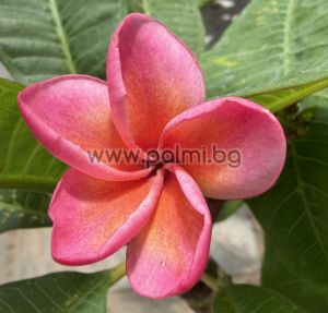  Frangipani Boutique